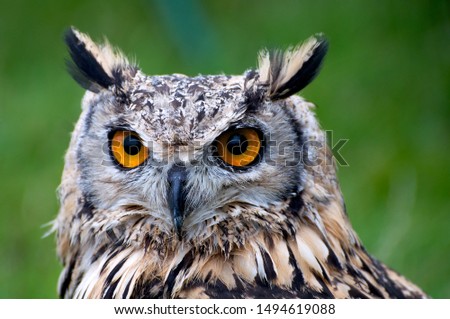 Beautiful Owl pictures taken in sussex (UK)