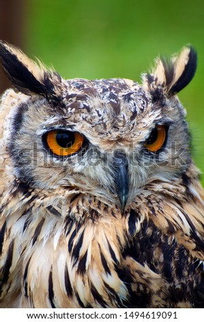 Beautiful Owl pictures taken in sussex (UK)