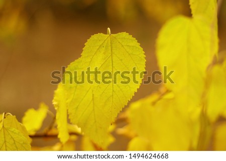 very beautiful autumn leaves. yellow leaves on a tree in the sun.