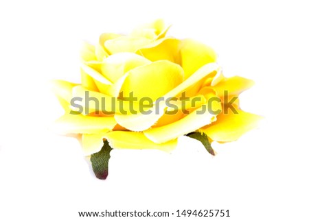 pictured in the photo yellow rose