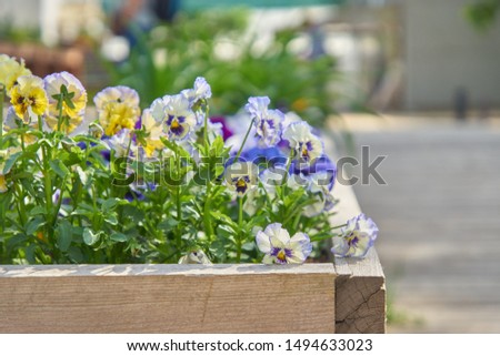  Blooming violet and yellow Pansies in the garden   