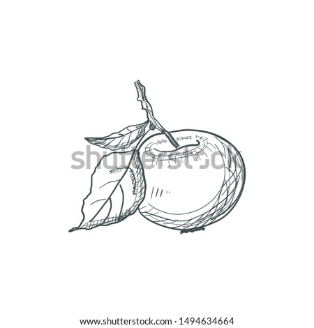 Black-white sketch of apples. Coloring book for children and adults.
