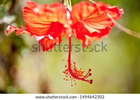 Macro Flowers at Waimea Valley