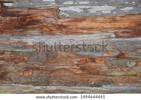 beautiful wood with bark as the background