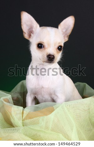 Chihuahua puppy dog, suit