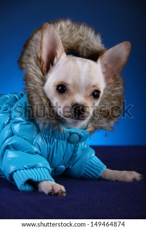 Chihuahua puppy dog, suit