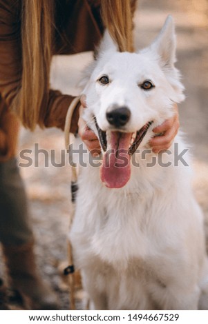Cute dog close up walking in park with his owner