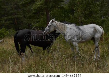 Horses from Kazakhstan in Borovoy