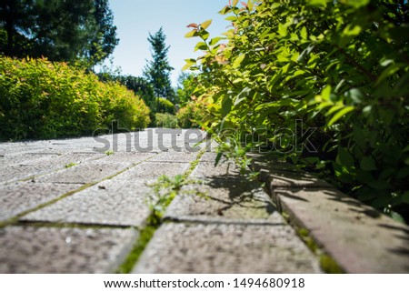 a cobblestone path runs through the green garden on a Sunny summer day, a garden with flowers trees and bushes,