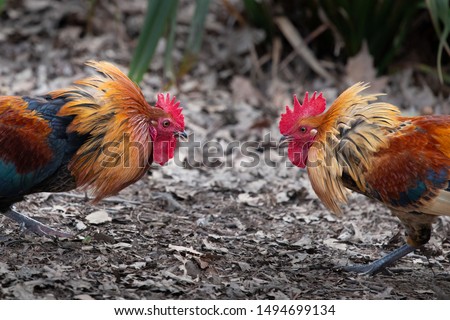 Close-up image of two wild roosters fighting with neck feathers up in the Western Spring park in Auckland Royalty-Free Stock Photo #1494699134