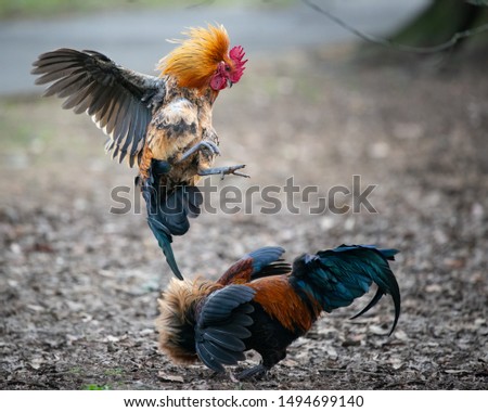 Two wild roosters fighting and jumping in the Western Spring park in Auckland Royalty-Free Stock Photo #1494699140