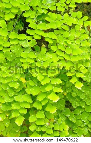 Background image with details of green fern in rain forest, Thailand.