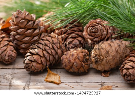 Cones and branches of Siberian cedar pine. Dry birch leaf. Close-up, studio shot.