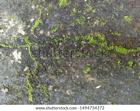 Green moss background on an old gray concrete floor