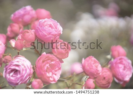 Floral spring, natural landscape with flowers of bush garden roses and beautiful bokeh circles. Delicate image, soft focus, author's processing.