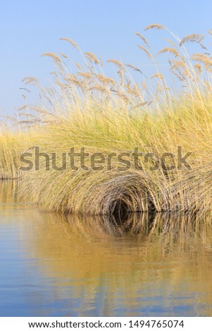 Common reeds (Phragmites australis) in Moremi, Okavango Delta, Botswana. Reeds can form extensive stands, or reed beds, which may cover several square km. 