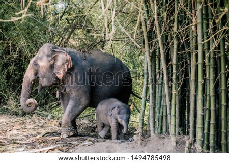 Elephant mother and baby in forest, Thailand