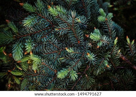 Christmas fir tree branches background.  Festive Xmas border of green pine tree