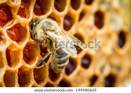 Close up of bees in a beehive on honeycomb Royalty-Free Stock Photo #149480669