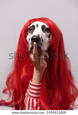 Portrait of dalmatian dog with red wig hair, having sincere and gentle showing silence gesture. Dog on bright background. Pets, beauty, emotions concept