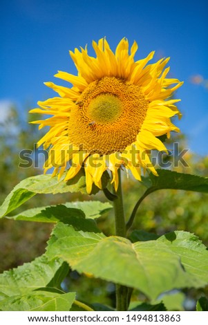 Close-up of sunflower with bees on it against a blue sky