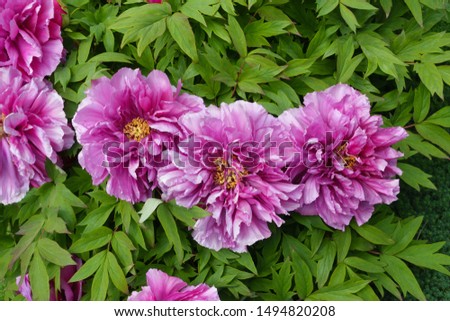Beautiful purple peony flowers on a flowerbed in the park