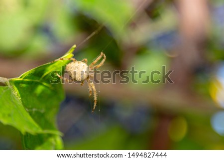Big cross spider in the web on front of the grapes in boke. Nature background with copy space.