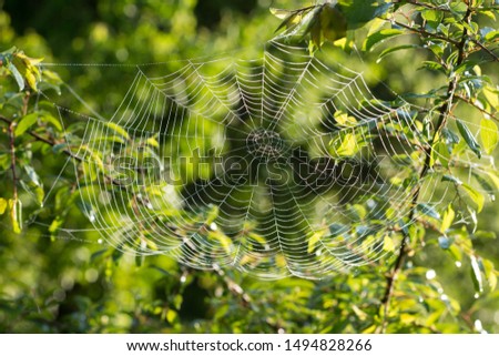 Beautiful spider web in the tree close up indian summer