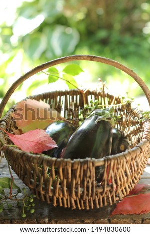 Eggplant in a basket in the garden