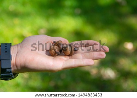 acorn held in the palm. picture taken in Central Park Anton von Scudier from Timisoara