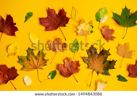Flat lay of nature pattern colorful autumn leaves on yellow background. Seasonal concept. Creative season layout.