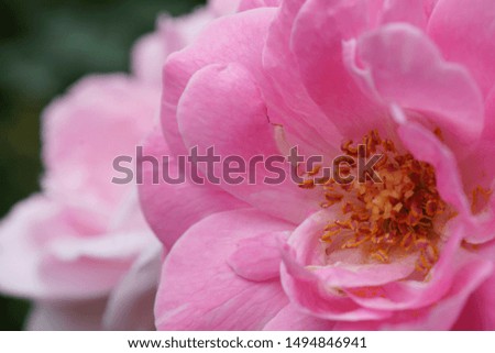 Close-up pictures of pink roses on a blurred background