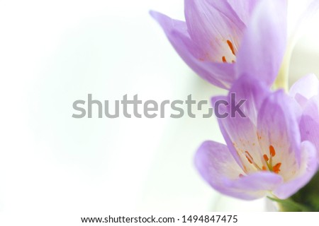 greeting card with delicate flowers macro