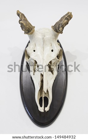 Skull of cow with horns on housing wall, animals