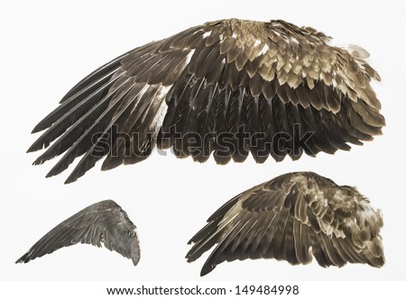 Eagle wings stuffed in exposure, animals and nature