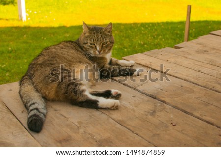 Playful striped adult cat in the country