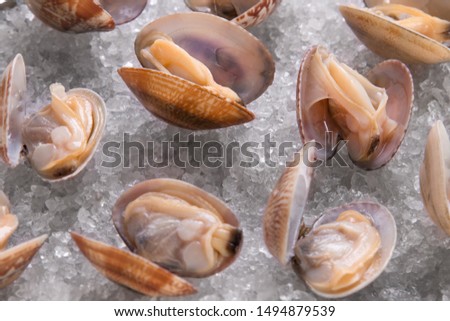 Pulp in a sea shell. Spizul Shell. Seafood shells close-up.