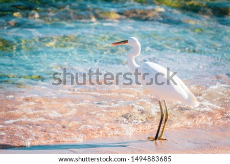white heron on the sea shore