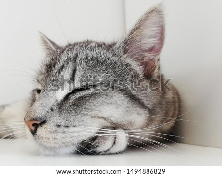 Sleeping cat on the table. 