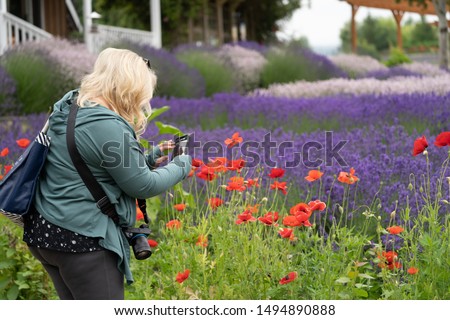 Woman (30-30 years) uses a smart phone to take photos of the lavender flowers and poppies