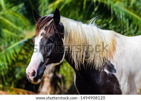  horse pet farm animal picture 