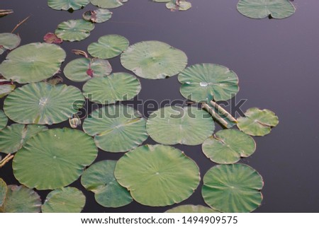 Green leaves of lilies (water lilies) in dark water, drops of water on the leaves. For writing text