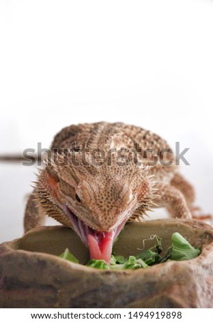 A picture of an Adult bearded dragon feeding.