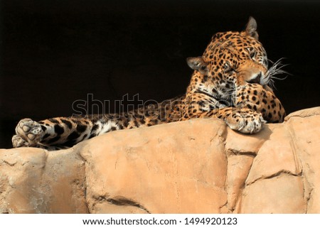 leopard is washing himself on a rock