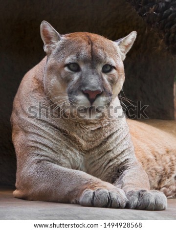 Cougar beautifully and feminine lies on a dark background, a powerful predatory big cat