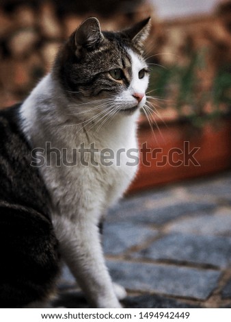 Cat Sitting in Autumn Outdoors