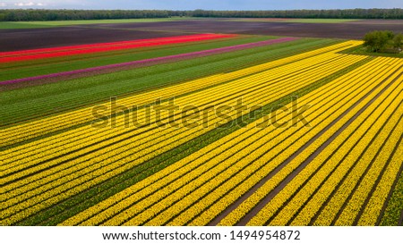 Beautiful view from a drone on a field full of red, pink, green, purple, and yellow tulips, Netherlands.