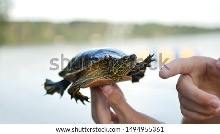 Western Painted Turtle, Chrysemys picta bellii, balanced on and pointed at by human fingers.