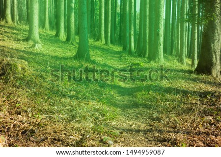 Fairy forest in fog. Autumn woods. Magic autumn forest in the morning mist. Old trees. Landscape with colorful green and blue fog trees. Nature background. Dark misty forest.