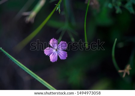 wildflowers at sunset. background image green background